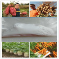 Blossom and Fruit Thinning PGR Agrochemical 98%TC (1-Naphthylacetamide)  NAD